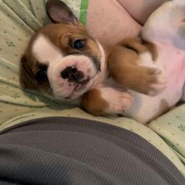 Boston Terrier and French Bulldog Puppies from Angie's Little Bostons And Frenchies