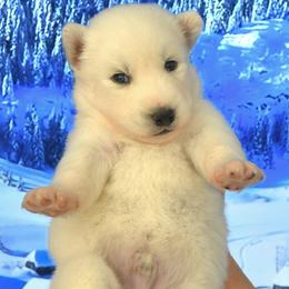 Bear - White male Siberian Husky puppy in Miami, Florida from Blue Moon Huskies