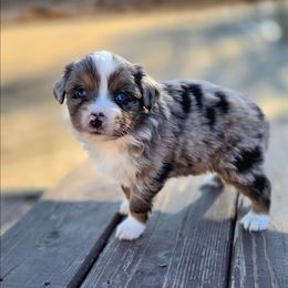 Snickerdoodle - Blue merle male Miniature Australian Shepherd puppy in Viking, Minnesota from Son Shine Farm