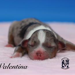 Valentina - Blue merle female Miniature Australian Shepherd puppy in Weeki Wachee, Florida from Arlington's Mini Aussies