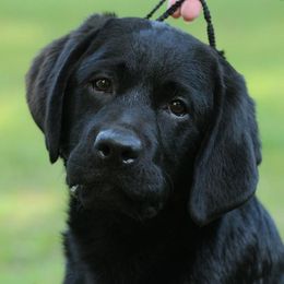 Labrador Retriever Puppies from Avery Labradors
