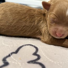 June - Red  female Goldendoodle puppy in Knoxville, Tennessee from Graystone Doodles