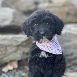 Sasha - Black Goldendoodle puppy in Lisbon, Ohio from Willow Lane Doodles