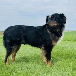 Toots - Australian Shepherd