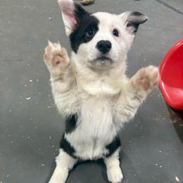 Splash - Black and white female Cardigan Welsh Corgi puppy in Snohomish County, Washington from Oryan Goldens and Pugs and Cardinali Cardigan Welsh Corgi
