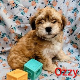 Ozzy - Red sable male Havanese puppy in Salesville, Ohio from RiverLynn