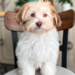 Havanese Puppies from Dean Supreme