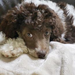 Aussiedoodle, Australian Shepherd, and Toy Australian Shepherd Puppies from Tumblin T Aussies and Aussiedoodles
