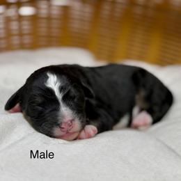 Male 4 - Tri-color male Bernedoodle puppy in Sterling, Colorado from North 40 Doodles