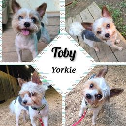 Toby - Yorkshire Terrier