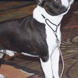 Boston Terriers from Alice Charette's Boston Terriers