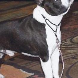 Boston Terriers from Alice Charette's Boston Terriers