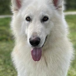 Bean - German Shepherd