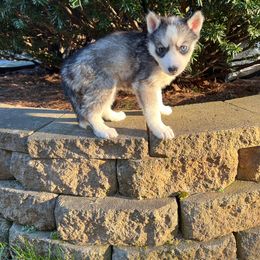 Skadi - Gray and white Siberian Husky puppy in East Wareham, Massachusetts from New England Huskies