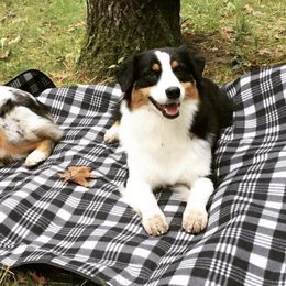 Australian Shepherds from Vista Point Australian Shepherds