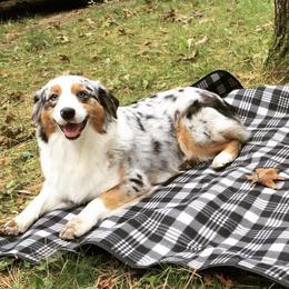 Australian Shepherds from Vista Point Australian Shepherds