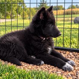 Rex - Black male Belgian Sheepdog puppy in Hastings, Minnesota from Century Hills Farm
