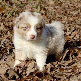 Australian Shepherd Puppies from Blush & Lace Aussie Co.
