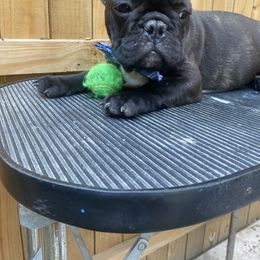 French Bulldog Puppies from Erica's Furbaby French Bullies