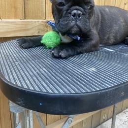 French Bulldog Puppies from Erica's Furbaby French Bullies