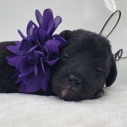 Miss Purple - Black female Schnoodle puppy in Leitchfield, Kentucky from Eveleigh Acres Puppies