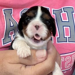 Boy 2 - Tri-color male Cavalier King Charles Spaniel puppy in Morriston, Florida from Cutesy Cavaliers