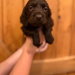 Pink - Chocolate female Boykin Spaniel puppy in Barney, Georgia from Price & Co.