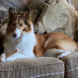 Collies from Faith Rough Collie’s