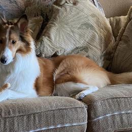 Collies from Faith Rough Collie’s