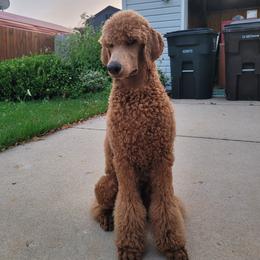 Poodles from Red Pine Poodles