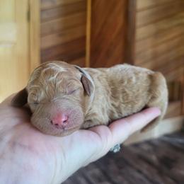 Gray - Collar - Red  female Goldendoodle puppy in Fairmont, West Virginia from Mountainside Doodles, LLC