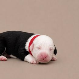 Red collar - Gray and white male Old English Sheepdog puppy in Mesa, Arizona from Desert Sheepies and Doodles