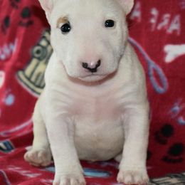Miniature Bull Terrier Puppies from Rossi River Minibulls