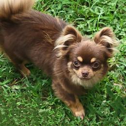Mo - Chihuahua
