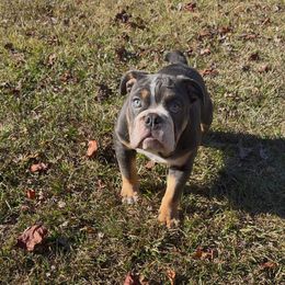Empress Selene - Blue tri-color female Bulldog puppy in Pace, Florida from Royal Fade Bulldogs