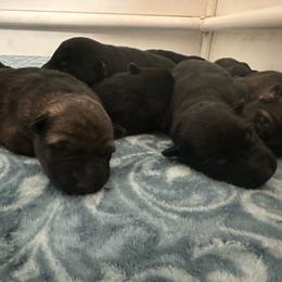 Purple - Black female German Shepherd puppy in Winters, California from Vom Haefner German Shepherds