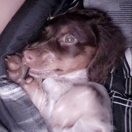 Dachshunds from Dachshund House