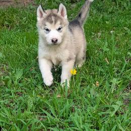 Sam - Gray and white male Siberian Husky puppy in Amery, Wisconsin from Liberty Siberians