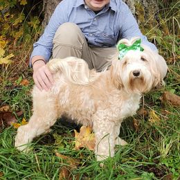 Dorra - Tibetan Terrier