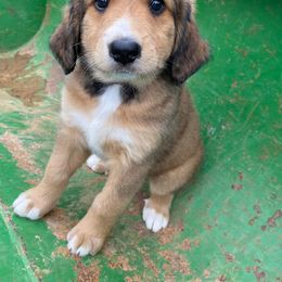 Bernedoodle Puppies from Bayou Blu's Bernedoodles