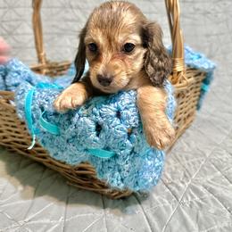 Snowden - Cream male Dachshund puppy in Statesville, North Carolina from Lakeside Dachshunds