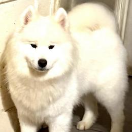 Monroe - Samoyed