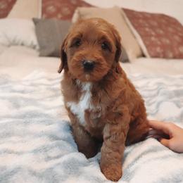 Goldendoodle Puppies from Cedarcrest Goldendoodles