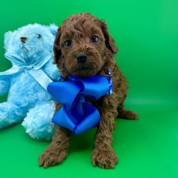Goldendoodle and Poodle Puppies from Katy's Toy Poodles & Doodles