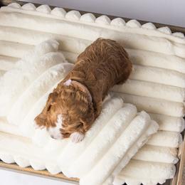 Cavapoo Puppies from North Ranch Doodles