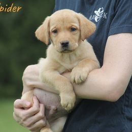 Spider - Yellow male Labrador Retriever puppy in Morriston, Florida from Penny Lane Labradors