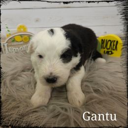 Gantu - Black and white male Sheepadoodle puppy in Farley, Iowa from Iowa's Doodle Co.