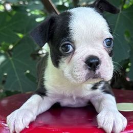 Batgirl - Seal brindle and white female Boston Terrier puppy in Lexington, South Carolina from Velveteen Bostons
