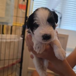 Charlie - Parti female Miniature Schnauzer puppy in Winter Haven, Florida from The Blue Eyed Schnauzer