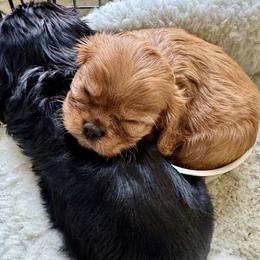 AKC Champion-Sired Flyer - Ruby male Cavalier King Charles Spaniel puppy in Louisville, Kentucky from Ali-Mae Cavalier King Charles Spaniels